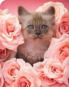 Света Макарова