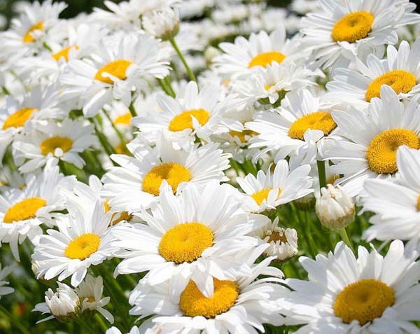 Инна Даничкина