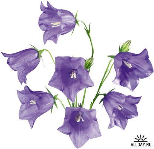 Галина Колокольчикова