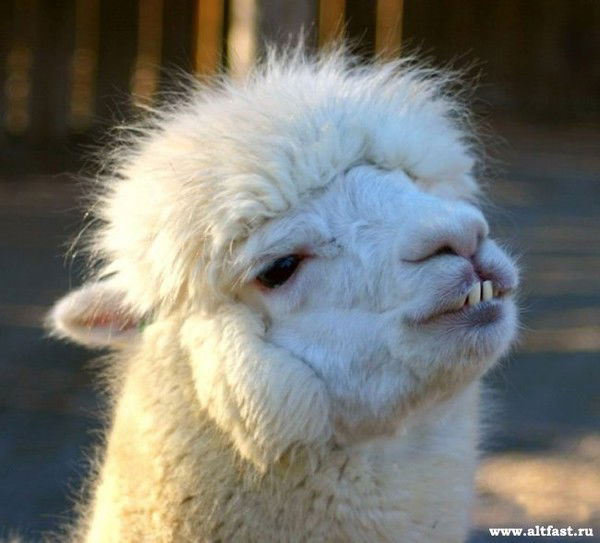 Светлана Лобко