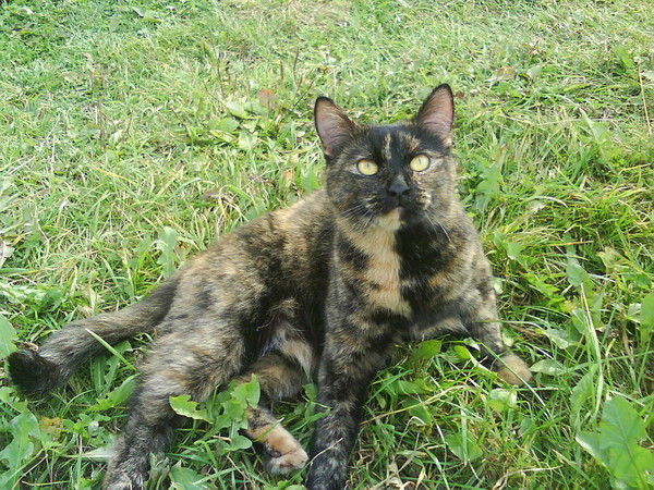 Миха Абрамов