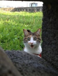 Евгений Калиниченко