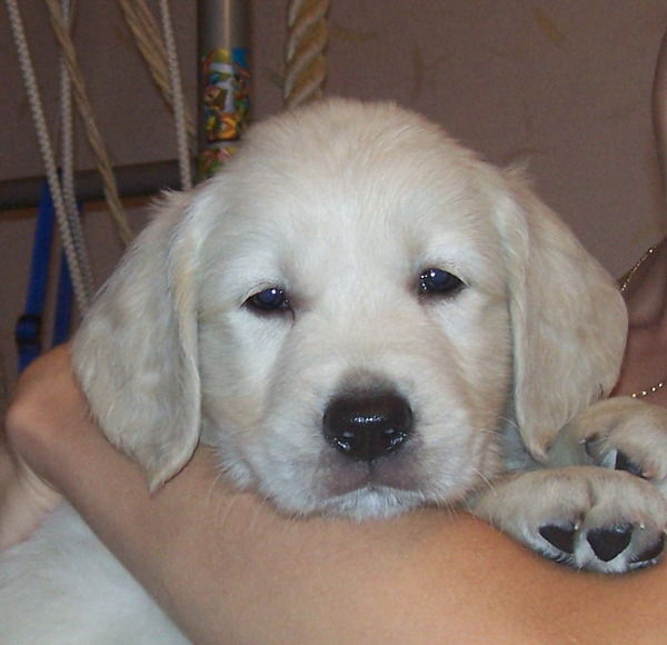 Сергей Тишков