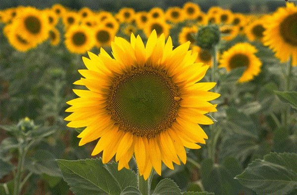 Ольга Шилехина