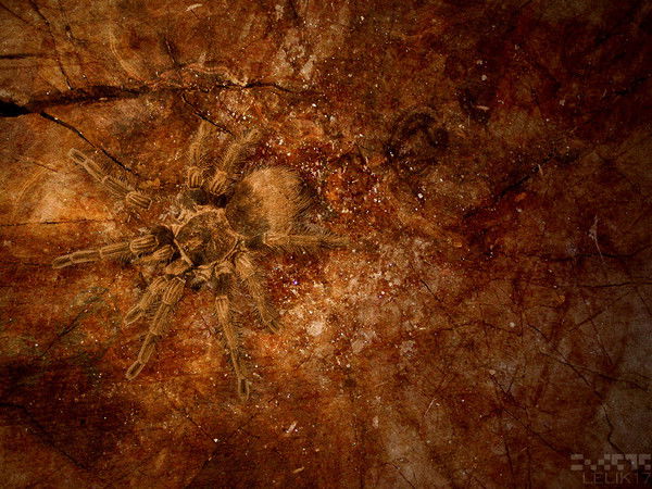 Сергей Кульбеда