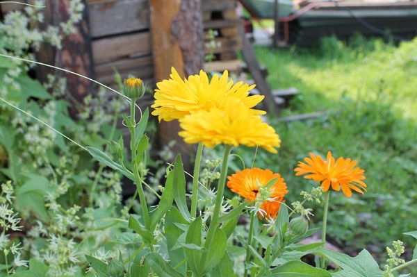 Людмила Белкина