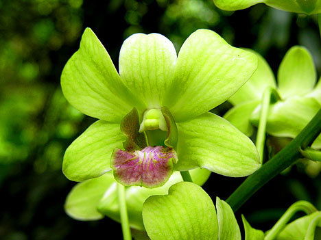 Дилбар Хамедова