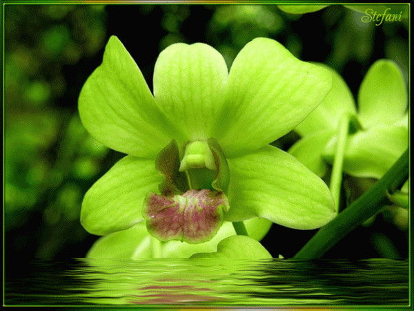 Aлла Алмазова