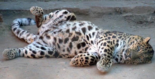 Максим Малышев