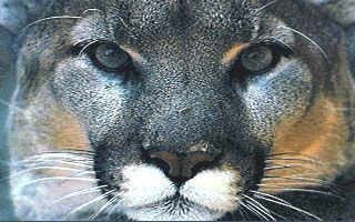 Юлия Куракина