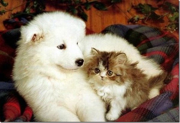 Пдо Мехзавод