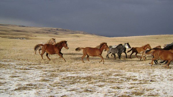 Отдел Сельского Хозяйства Вко, Зайсан