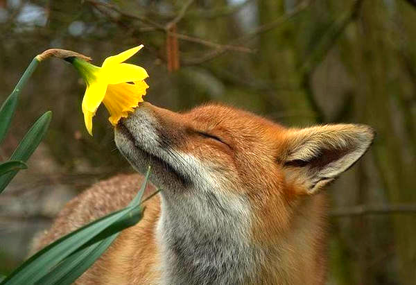 Оксана Труханович