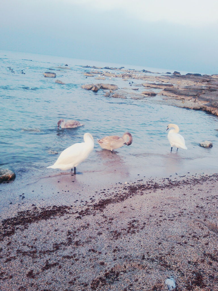 Зульфия Булазова(Арипова)