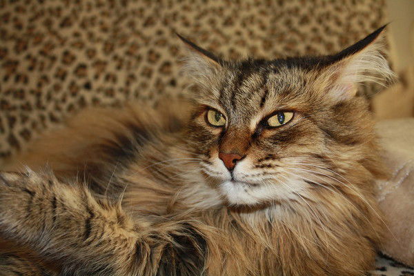 Михаил Сергеев