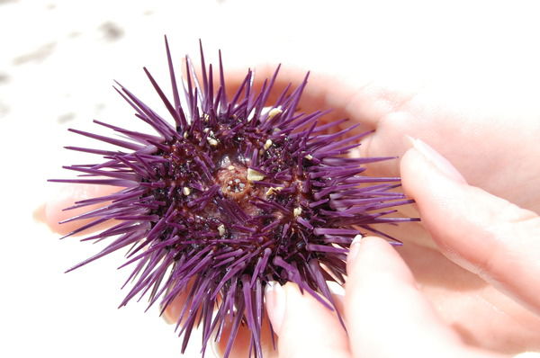 Анжелина Рыбкина