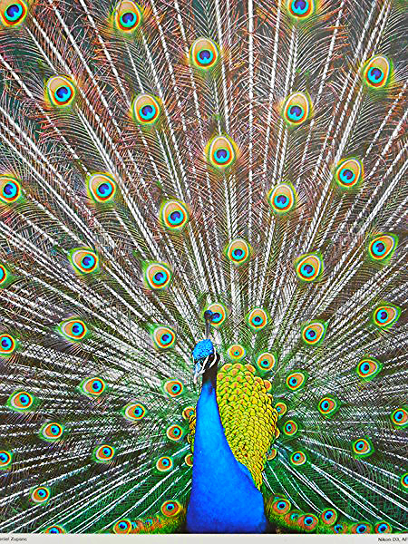 Ирина Александрова