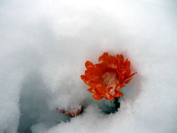 Морозова Татьяна