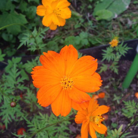 Светлана Королева