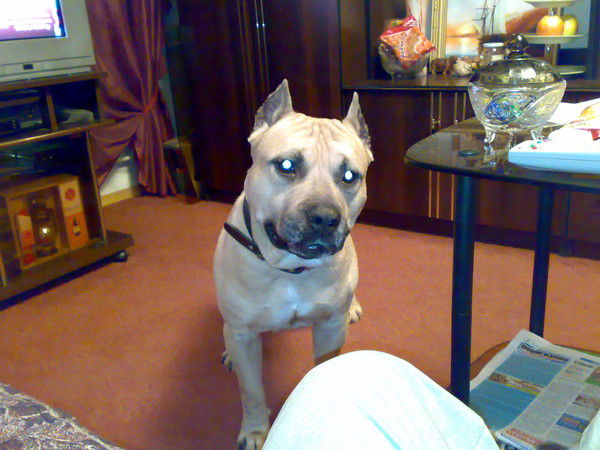 Владимир Абаджян