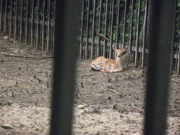 Юлия Сойнова