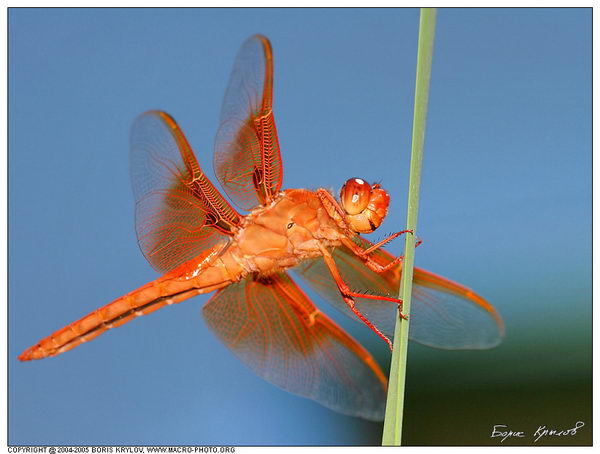Лариса Виноградова