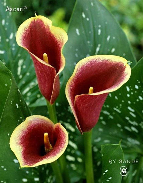 Татьяна Макарова