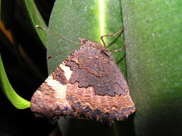 Надежда Завадская