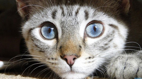 Андрей Буреев