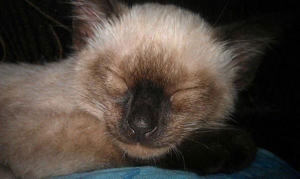 Дарья Иванова