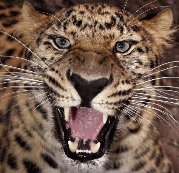 Михаил Баданин