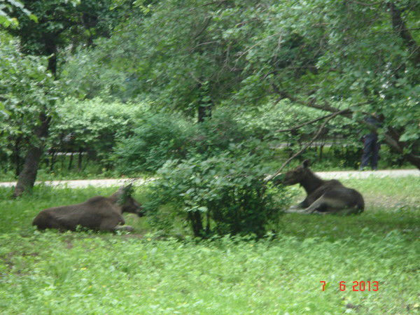 Лидия Ермакова