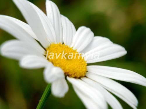 Альбина Родыгина