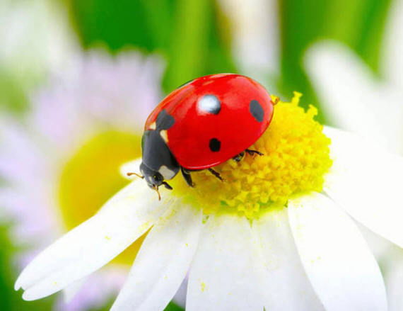 Российская Оош Российская Школа