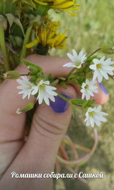 Наташа Бачинская