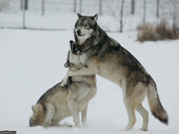 Муса Таймазов