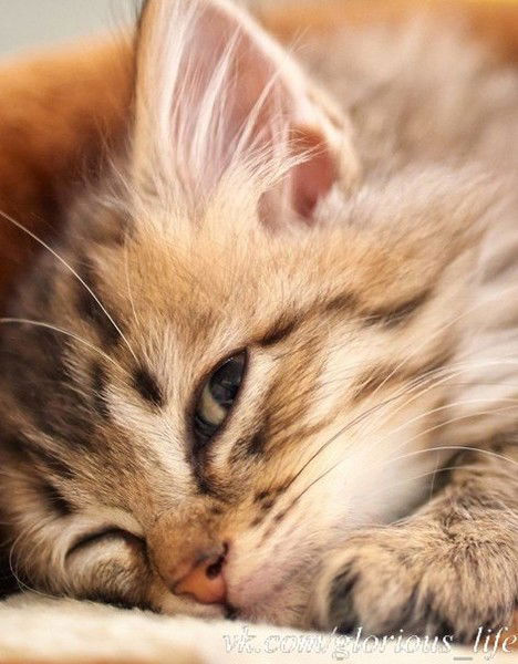 Анжела Слободянюк