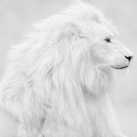 Александр Грос