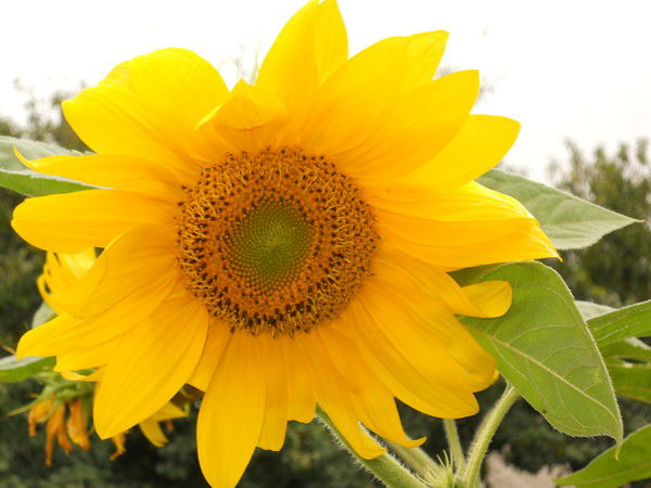 Светлана Сирык