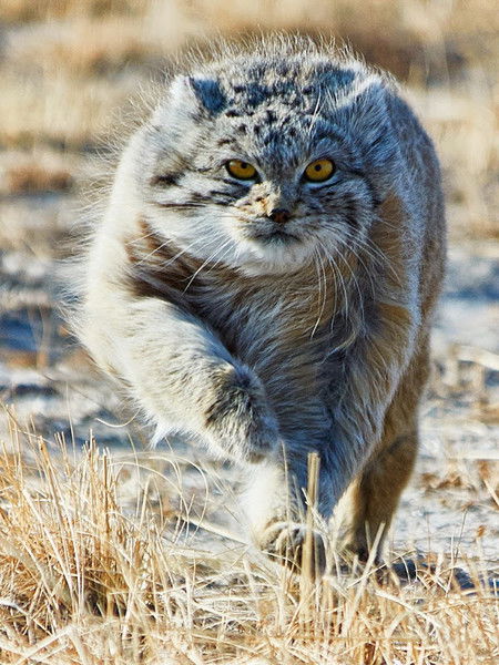 Андрей Шелкоусов