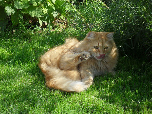 Лейла Денисенко