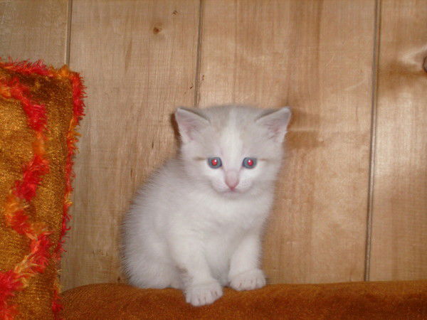 Нина Комарова