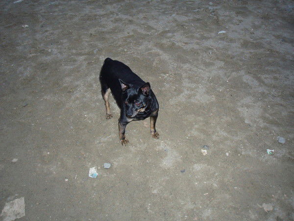 Бампер Бимка