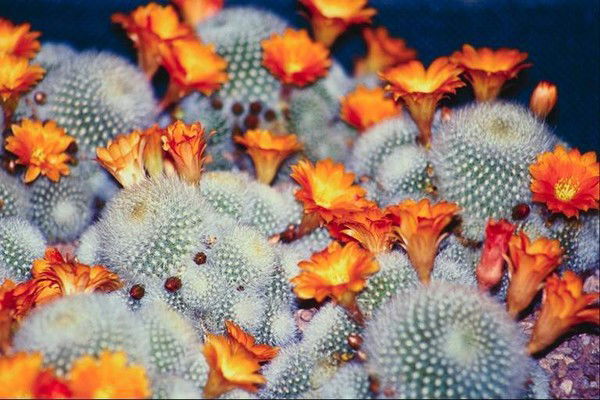 Елена Голышева