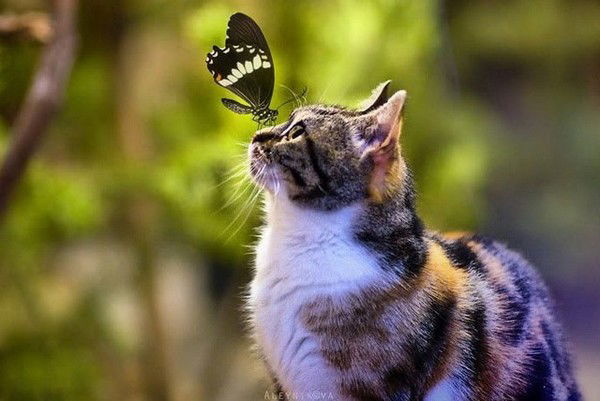 Ника Маховик