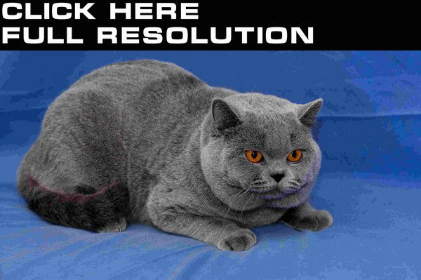 Карсакова Тамара