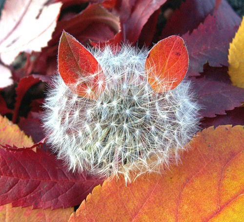 Светлана Дубровская