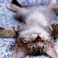 Ян Фамицкий