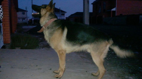 Тагдыр Утаров