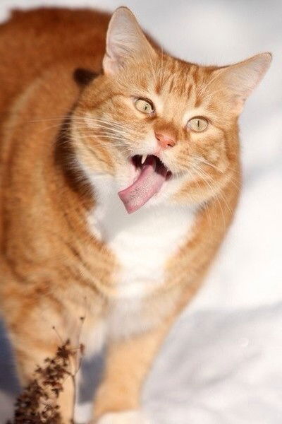 Виталий Ивкин